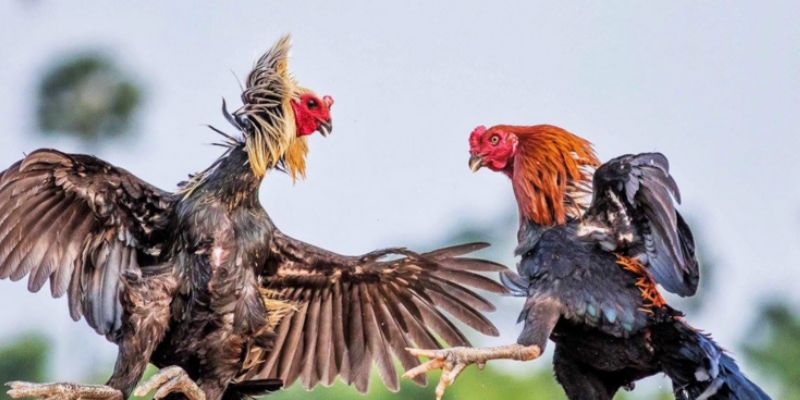 Cách chọn giống gà đá Việt